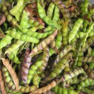 40 Organic True Pigeon Pea Tree Bean Cajanus Cajan Seeds