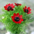 50 Red Summer Pheasants Eye Adonis Seeds