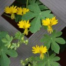 10 Yellow Canary Bird Vine Nasturtium Tropaeolum Seeds 10 Yellow Canary Bird Vine Nasturtium Tropaeolum Seeds