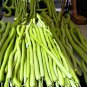 10 Heirloom Snake Cucuzza Zuchetta Squash Seeds