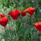 200 Red California Poppy Eschscholzia Seeds 200 Red California Poppy Eschscholzia Seeds