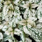 20 Polka Dot Plant White Hypoestes Seeds