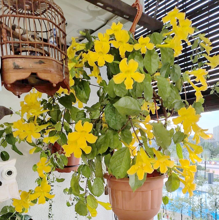 10 Yellow Cats Claw Vine Macfadyena Dolichandra Seeds