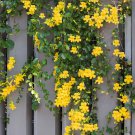 10 Yellow Cats Claw Vine Macfadyena Dolichandra Seeds