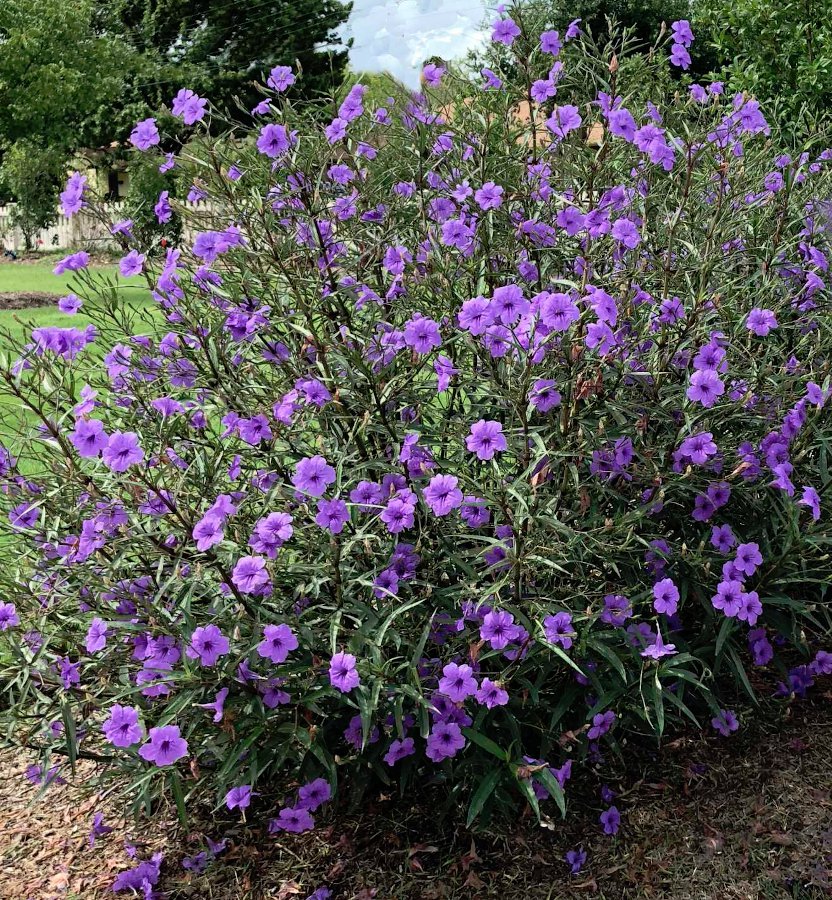 1 Tall Purple Mexican Petunia Ruellia Live Plant