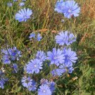 250 Organic Herb Chicory Cichorium Seeds