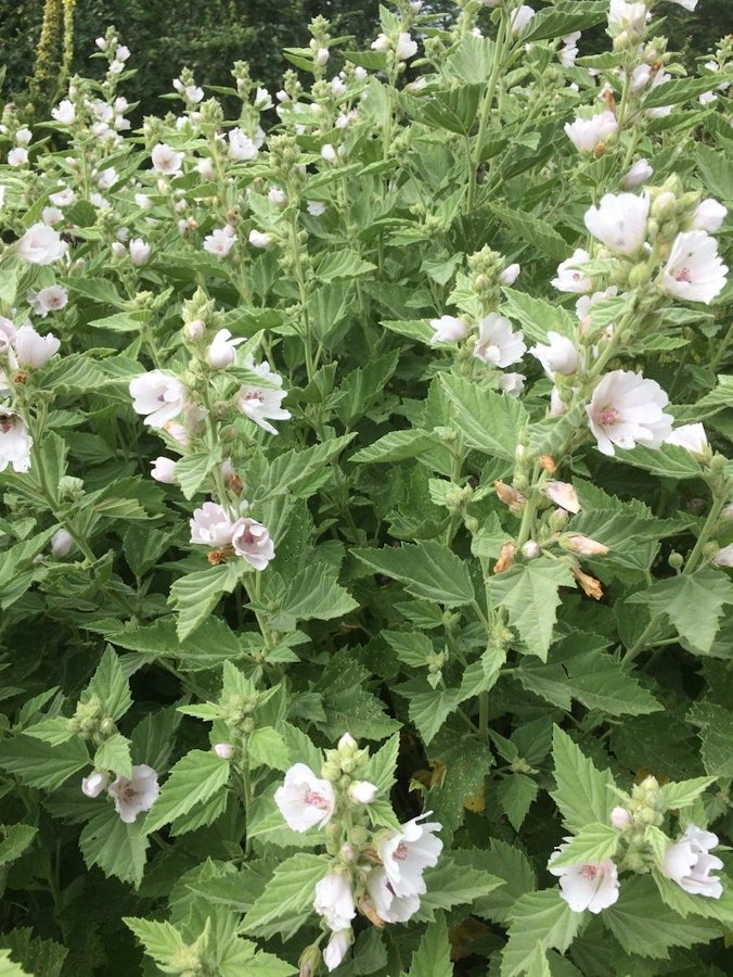 100 Organic Marshmallow Medicinal Herb Althaea Seeds