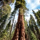 25 Giant Sequoia Redwood Sequoiadendron Seeds