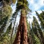 25 Giant Sequoia Redwood Sequoiadendron Seeds