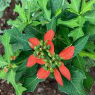 10 Fire-on-the-Mountain Wild Poinsettia Euphorbia Seeds