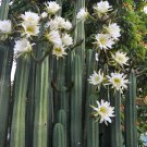 15 Hardy Column Cactus San Pedro Trichocereus Echinopsis Seeds 15 Hardy Column Cactus San Pedro Trichocereus Echinopsis Seeds
