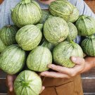 30 Ronde de Nice Round Heirloom Summer Squash Seeds