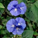 10 Sky Blue Cluster Vine Native Jacquemontia Seeds