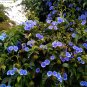 10 Sky Blue Cluster Vine Native Jacquemontia Seeds