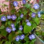 10 Sky Blue Cluster Vine Native Jacquemontia Seeds