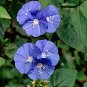 10 Native Wildflower Sky Blue Cluster Vine Native Jacquemontia Seeds