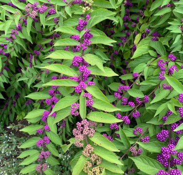 30 American Beautyberry Callicarpa Seeds