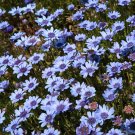 50 True Blue Daisy African Felicia Seeds 50 True Blue Daisy African Felicia Seeds