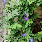 20 Purple Butterfly Pea Vine Seeds 20 Purple Butterfly Pea Vine Seeds
