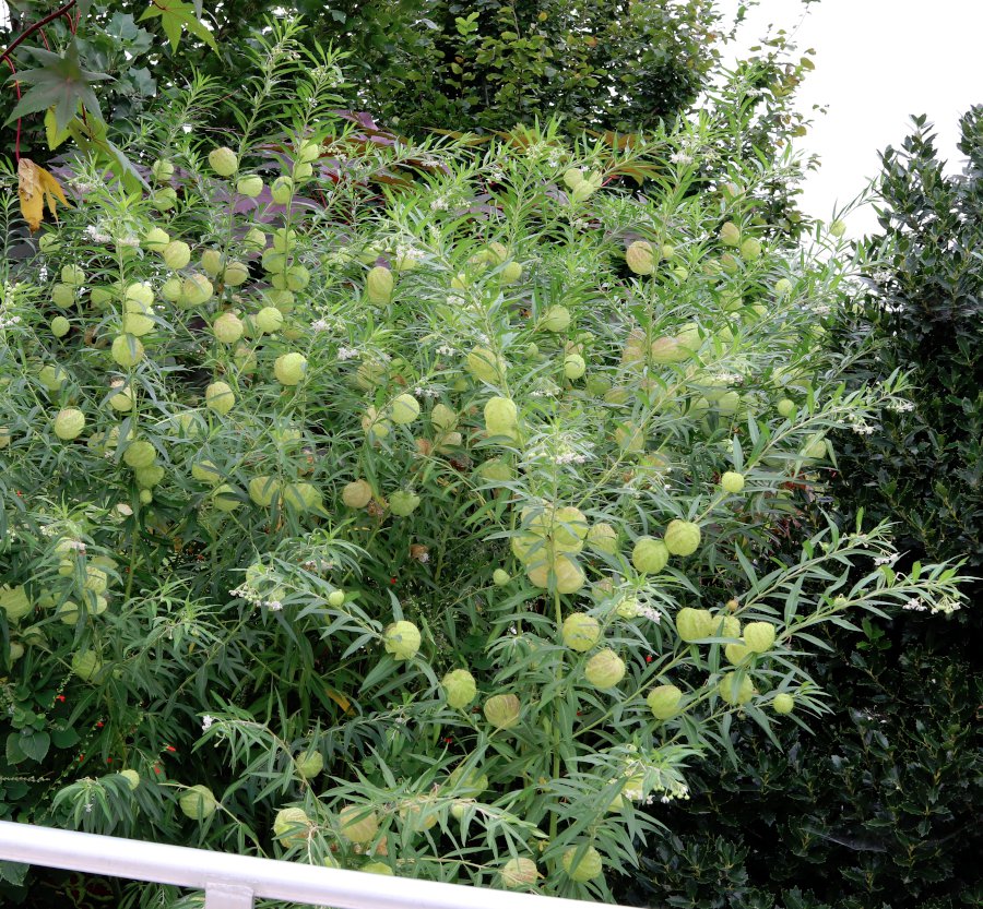 Hairy Balls Balloon Milkweed Asclepias Gomphocarpus Seeds