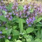 20 Mediterranean Culinary Sage Herb Salvia Seeds