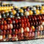 30 Painted Mountain Native Corn Open Pollintated Organic Seeds
