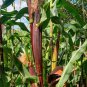 30 Painted Mountain Native Corn Open Pollintated Organic Seeds