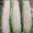 30 Country Gentleman Sweet Heirloom Shoepeg Corn Seeds