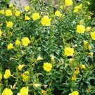 250 US Native Evening Primrose Oenothera Seeds 250 US Native Evening Primrose Oenothera Seeds