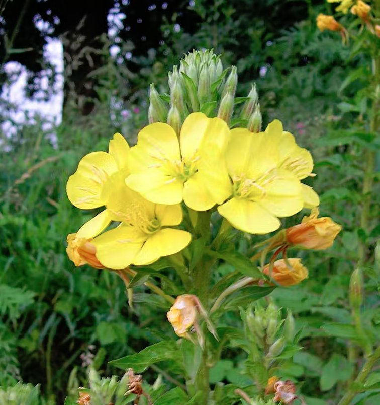 250 US Native Evening Primrose Oenothera Seeds