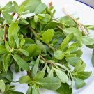 100 Heirloom Salad Purslane Organic Seeds