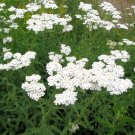 250 Native White Yarrow Milfoil Organic Achillea Seeds