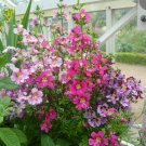 100 Butterfly Flower Angel Wings Schizanthus Seeds 100 Butterfly Flower Angel Wings Schizanthus Seeds