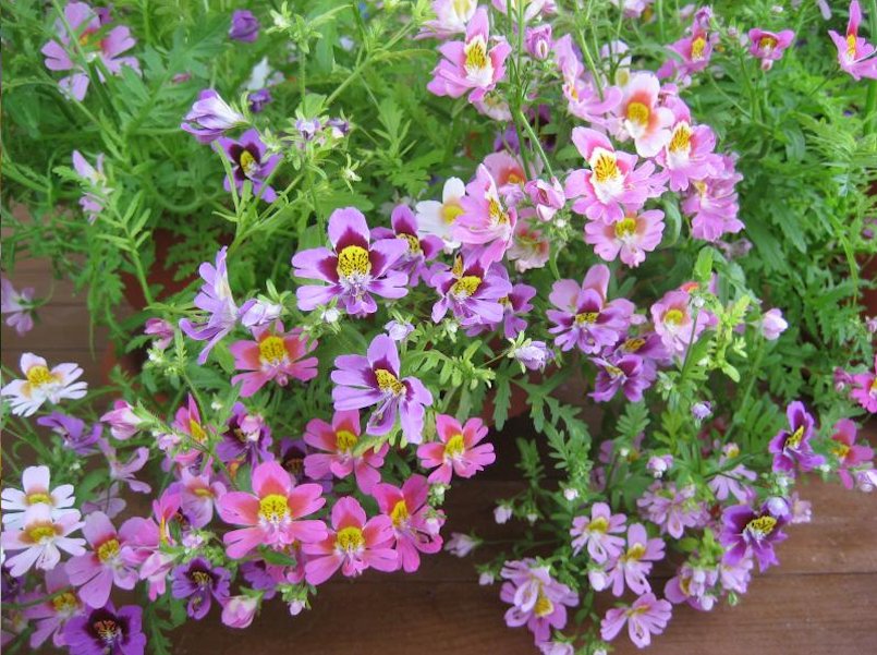 100 Butterfly Flower Angel Wings Schizanthus Seeds