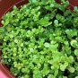 100 Organic Heirloom Purslane Herb Seeds