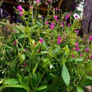 25 Jewels of Opar Flameflower Talinum Seeds