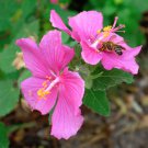 10 US Native Mini Hibiscus Rockrose Mallow Pavonia Seeds