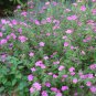 10 US Native Mini Hibiscus Rockrose Mallow Pavonia Seeds