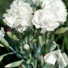 50 Carnation White Grenadin Dianthus Seeds