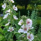 100 Organic Perennial Marshmallow Shrub Althaea Seeds