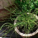 20 Ornamental Cork Screw Rush Curly Wurly Juncus Seeds