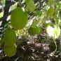 20 Vine Peach Chito Mango Melon Seeds