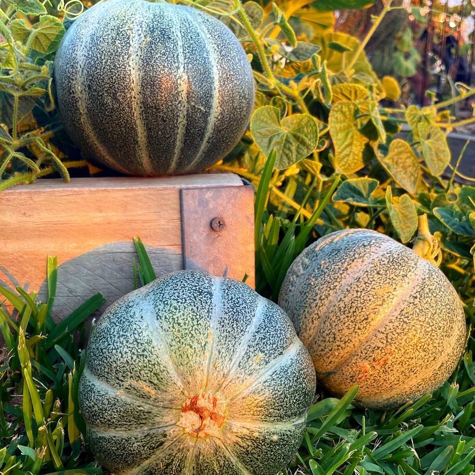 20 Petit Gris de Rennes French Heirloom Melon Seeds