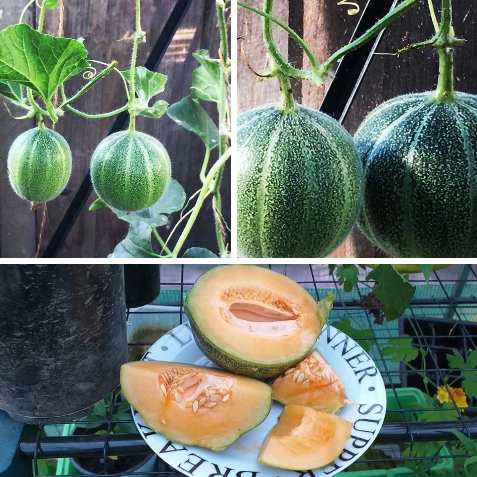 20 Petit Gris de Rennes French Heirloom Melon Seeds