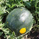 25 Moon and Stars Watermelon Heirloom Citrullus Seeds