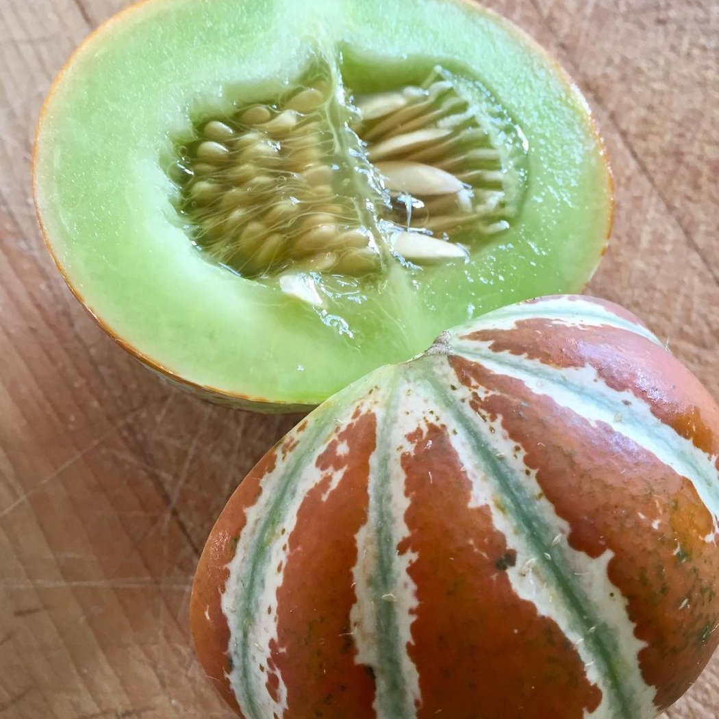 10 Indian Kajari Kharbooza Delhi Melon Organic Seeds
