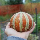 10 Indian Kajari Kharbooza Delhi Melon Organic Seeds