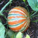 10 Indian Kharbooza Kajari Delhi Melon Organic Seeds