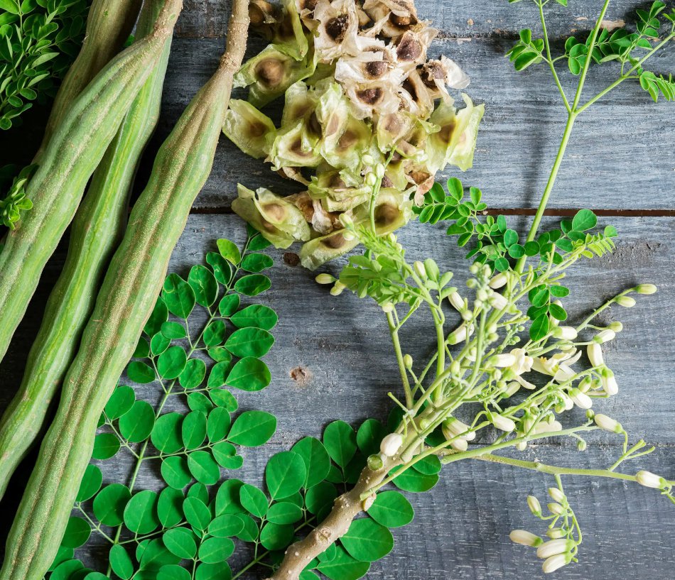 Moringa Seeds