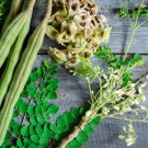 20 Moringa Organic Drumstick Herb Tree of Life Malunggay Seeds